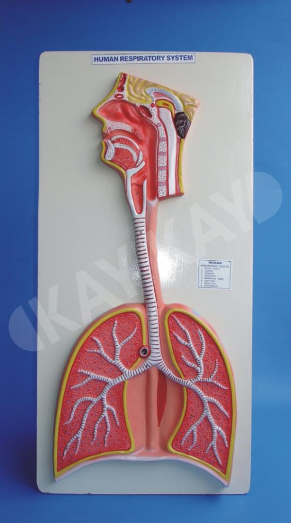 Model of Human Respiratory System