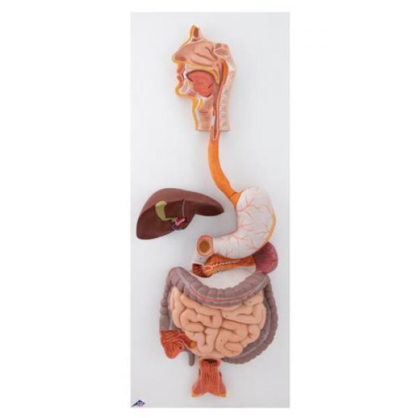Model of Human Digestive System