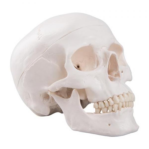 Model of Human Skull
