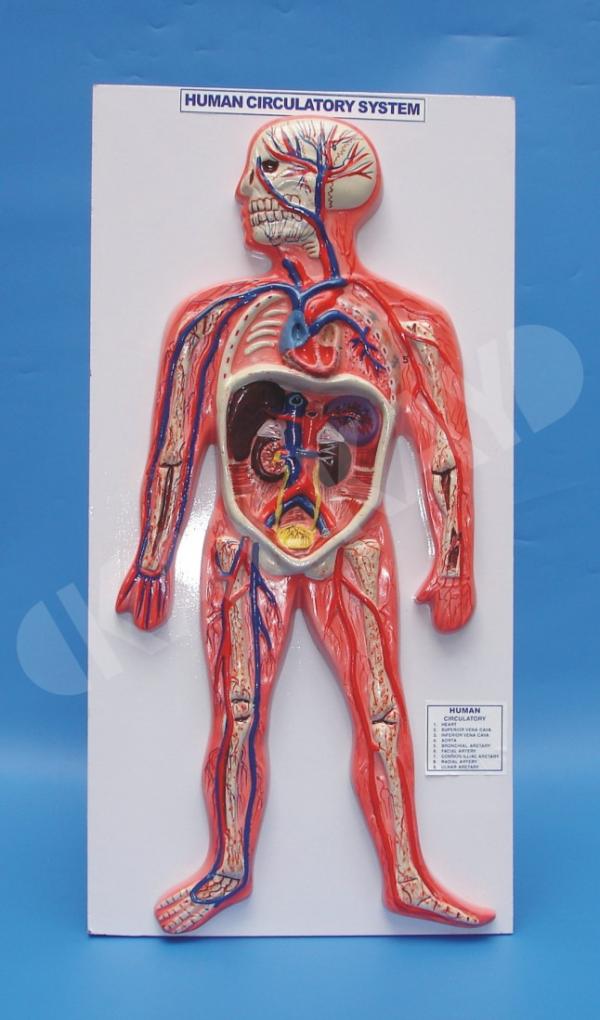 Model of Human Circulatory System