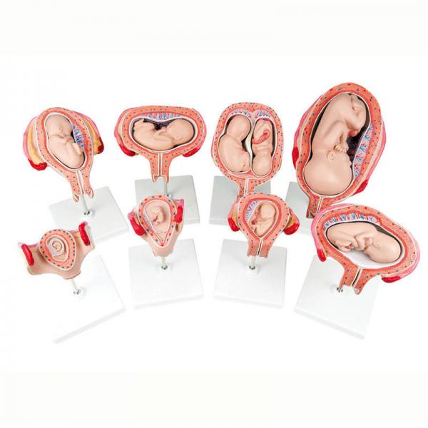 Model Set Stages Of Fetal Development Baby