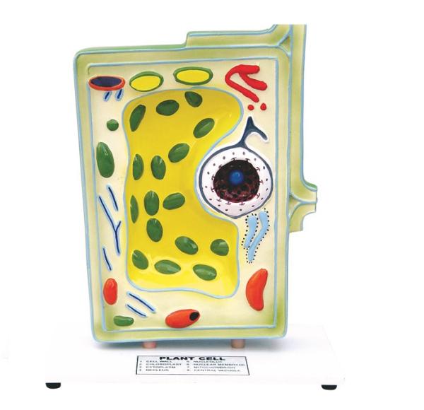 Model of Plant Cell