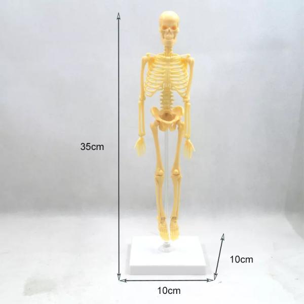 Human Anatomy Skeleton Model Science Toy 35cm Plastic