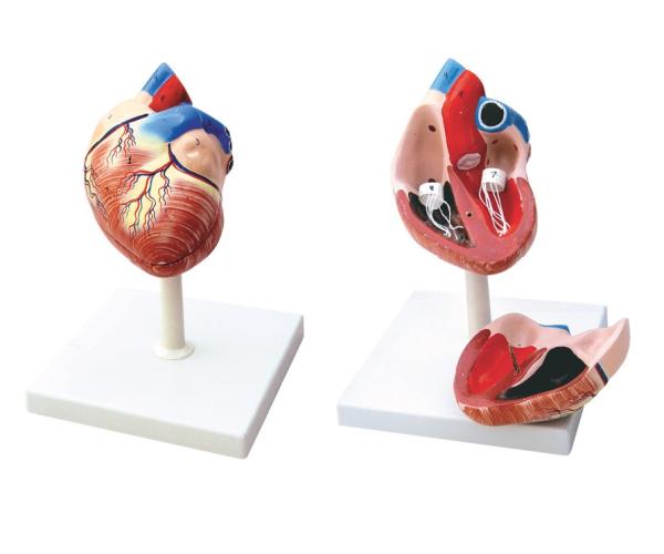 MODEL OF HUMAN HEART