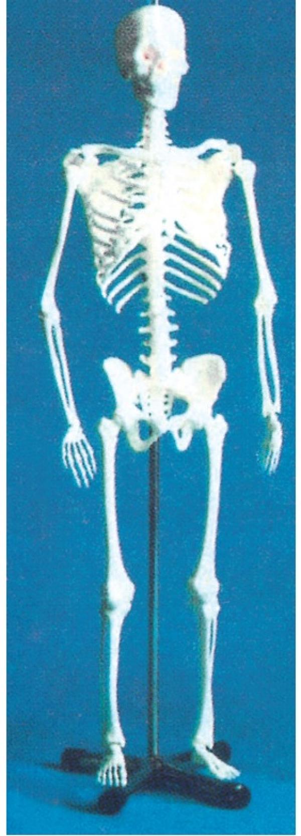 Model of  Human Skeleton