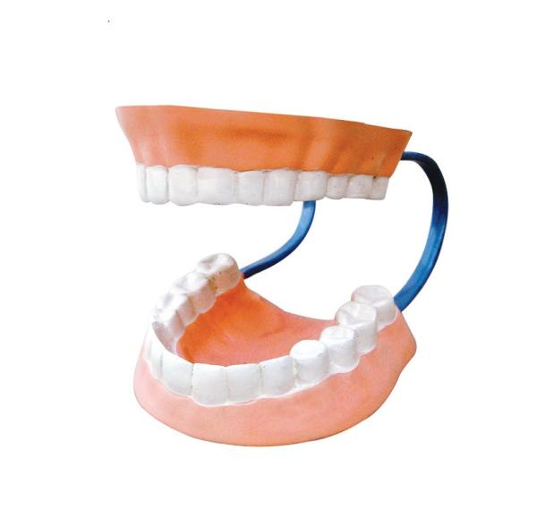 Model of Human teeth